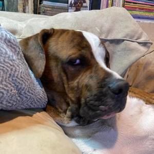 Meet your Posher, Gerber